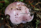 Mushroom (Cortinarius sp.) at Parnitha mountain
