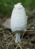Mushroom (Coprinus niveus)