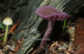 Mushroom (Laccaria amethystina) at Dirfis mountain