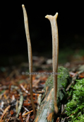 Mushroom (Macrotyphula sp.) at Parnitha mountain