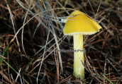 Mushroom (Hygrocybe chlorophana) at Parnitha mountain