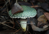 Mushroom (Stropharia aeruginosa) at Parnitha mountain