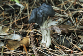 Mushroom (Helvella lacunosa) at Parnitha mountain