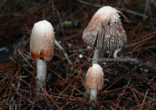 Mushrooms (Coprinus comatus) at Strofilia forest