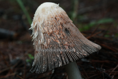 Mushroom (Coprinus comatus) at Strofilia forest
