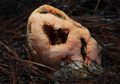 Mushroom (Clanthrus ruber) at Strofilia forest