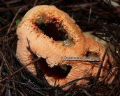 Mushroom (Clanthrus ruber) at Strofilia forest