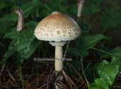 Mushroom (Macrolepiota mastoidea) at Strofilia forest
