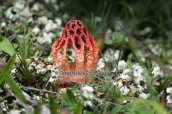 Mushroom (Colus hirudinosus) at Sounio