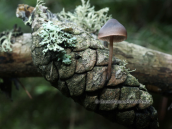 Mushroom (Μycena seynesii) at Parnitha mountain