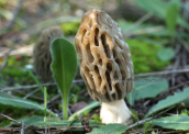 Mushroom (Morchella sp.) at Parnitha mountain