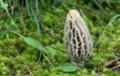 Mushroom (Morchella sp.) at Parnitha mountain