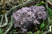 Mushroom (Ramaria fennica) at Parnassus mountain