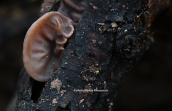 Wood ear (Auricularia auricula-judae)