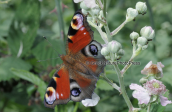 Butterfly-European Peacock (Inachis io)