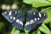 Butterfly (Limenitis reducta)