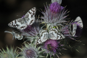 Marbled white, butterflies at Parnitha mountain