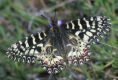 Butterfly (Zerynthia polyxena)