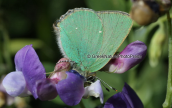 Butterfly (Callophrys rubi) στη Οιτη