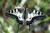 Butterfly (Papilio machaon) at Menalo mountain