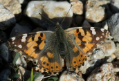 Painted lady (Vanessa cardui) at Parnitha mountain