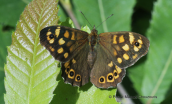 Speckled wood (Pararge aegeria) at Dirfis mountain