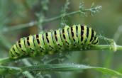 Caterpillar of Papilio machaon