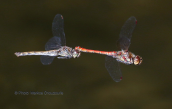 A pair of red-veined darter (Sympetrum fonscolombii) at Parnitha mountain