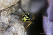 European wasp (Vespula germanica)
