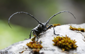 Lesser Capricorn Beetle (Cerambyx scopolii)