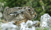 European hare at Parnitha mountain