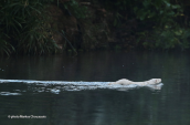 American mink (Neovison vison) at Kifisos river (Attica)