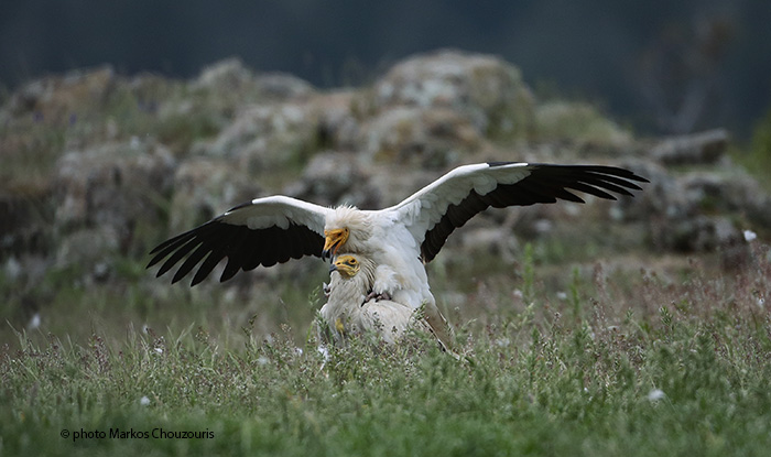 Egyptian vulture (Neophron percnopterus) at Dadia forest