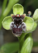 Orchid, (Ophrys bombyliflora) at Sounio (Attica)
