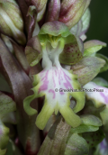 Orchid (Himantoglossum robertianum)