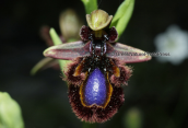 Orchid (Ophrys speculum)