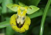Orchid (Ophrys lutea subsp. lutea)