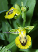Orchid (Ophrys lutea subsp. lutea)