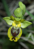 Orchid (Ophrys lutea subsp. sicula)