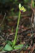 Orchid (Ophrys fusca subsp. leucadica) at Parnitha mountain