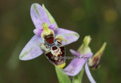 Orchid (Ophrys oestrifera) at Oropos, Attica