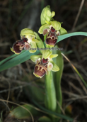 Orchid (Ophrys umbilicata subsp. attica) at Malakasa, Attica