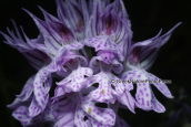 Orchid (Neotinea triderata)