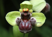 Orchid (Ophrys bombyliflora)