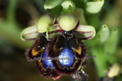 Orchid (Ophrys speculum) at Oropos (Attica)