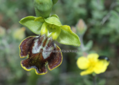 Ophrys lutea subsp. melena