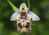 Orchid (Ophrys candica)
