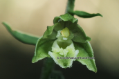 Small-leaved Helleborine (Epipactis microphylla) at Parnitha mountain