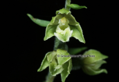Small-leaved Helleborine (Epipactis microphylla) at Parnitha mountain