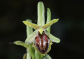 Orchid (Ophrys sphegodes subsp. hebes) at Menalo mountain